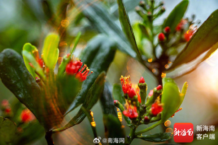 红似火！东寨港珍稀濒危植物红榄李花开正盛