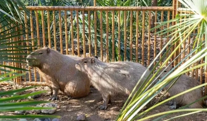 悬赏奖励升级!出逃40天,“嫌犯”豆包位置已初步锁定 悬赏奖励升级!出逃40天,“嫌犯”豆包位置已初步锁定