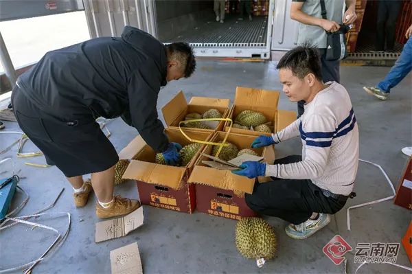 曾经的“水果贵族”低至18元/公斤,已在昆明大量上市…… 曾经的“水果贵族”低至18元/公斤,已在昆明大量上市……