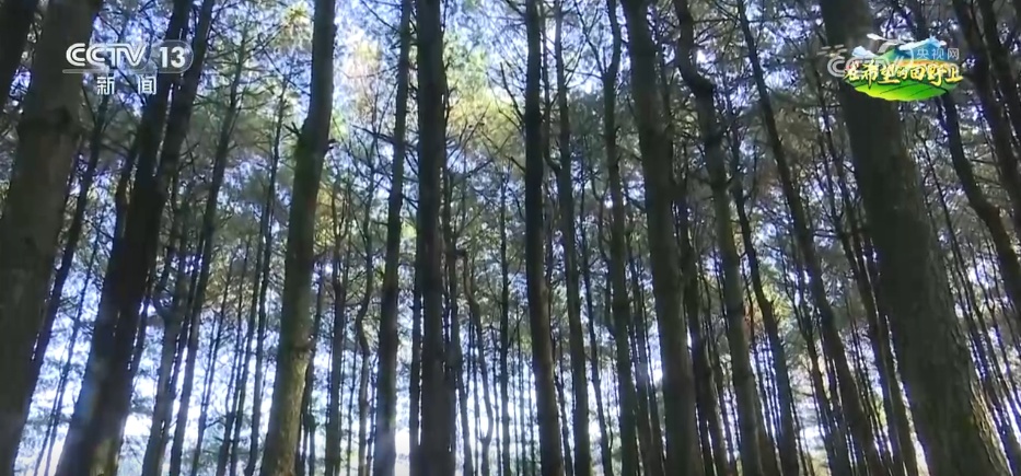 “致富林”“黄金果”“生力菌” ……特色产业赋能乡村振兴 鼓足村民“钱袋子”