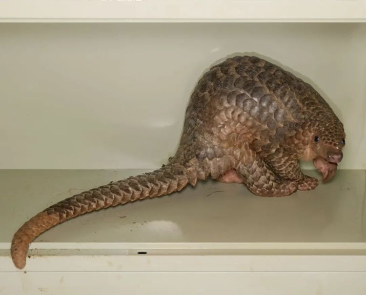 极危物种误入西双版纳居民区,当地:近20年未见过野生的 极危物种误入西双版纳居民区,当地:近20年未见过野生的