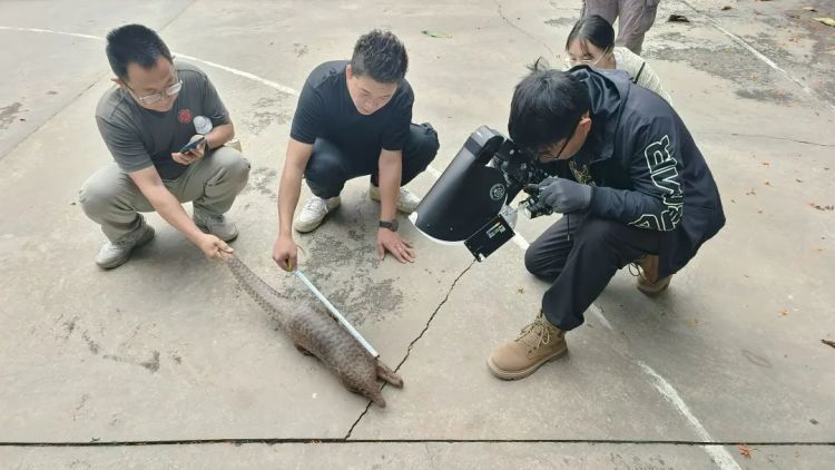 极危物种误入西双版纳居民区,当地:近20年未见过野生的 极危物种误入西双版纳居民区,当地:近20年未见过野生的