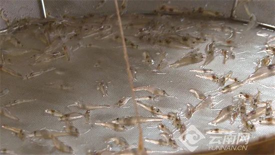 云南产南美白对虾5月底将上市一批 昆明也有