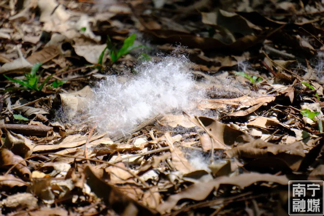 南宁“夏日飞雪”?医生提醒→ 南宁“夏日飞雪”?医生提醒→