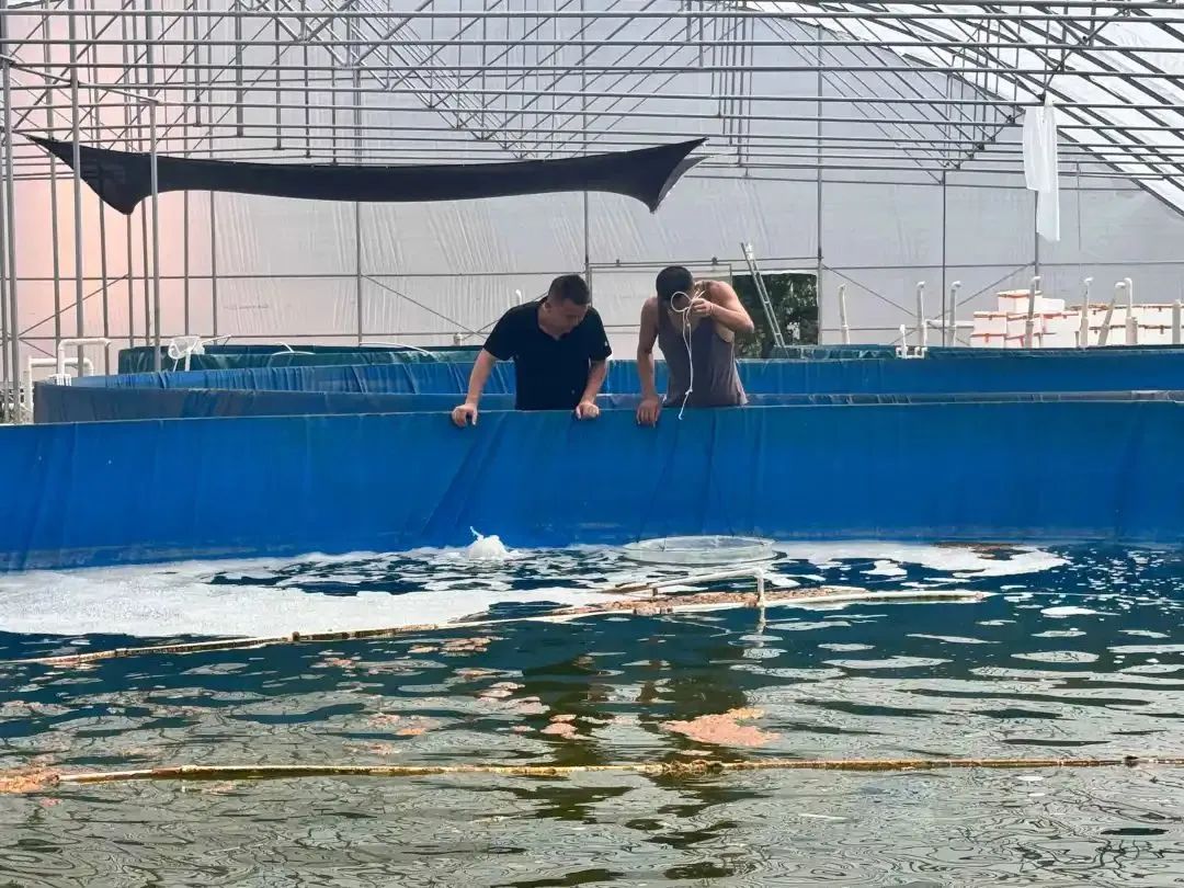 云南产南美白对虾5月底将上市一批 昆明也有