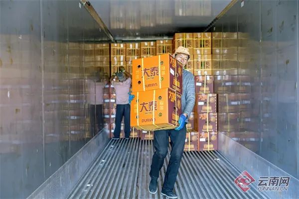 曾经的“水果贵族”低至18元/公斤,已在昆明大量上市…… 曾经的“水果贵族”低至18元/公斤,已在昆明大量上市……