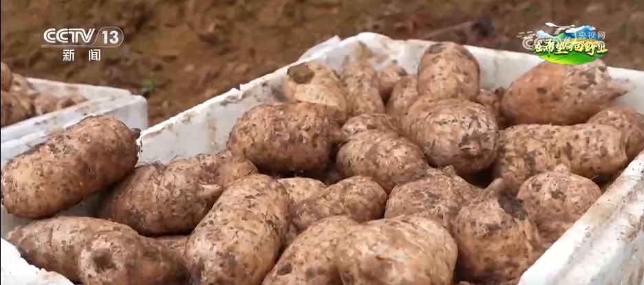 “致富林”“黄金果”“生力菌” ……特色产业赋能乡村振兴 鼓足村民“钱袋子”