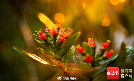 红似火！东寨港珍稀濒危植物红榄李花开正盛