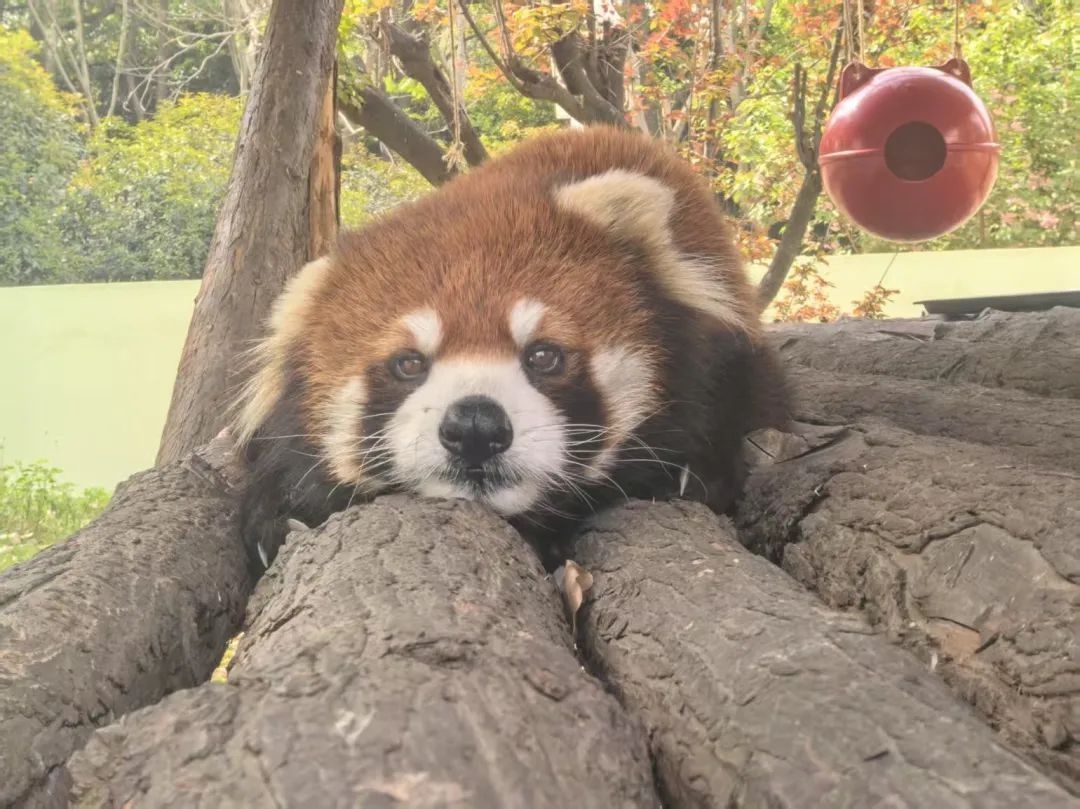 合肥野生动物园，又火了一个“哦豁猴”!