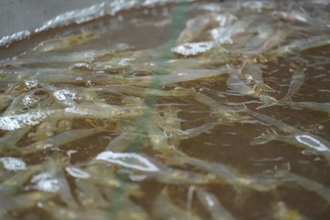 云南产南美白对虾5月底将上市一批 昆明也有