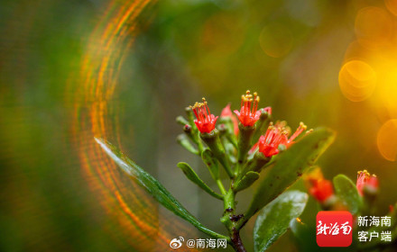 红似火！东寨港珍稀濒危植物红榄李花开正盛