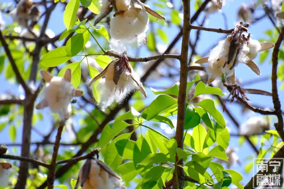 南宁“夏日飞雪”?医生提醒→ 南宁“夏日飞雪”?医生提醒→