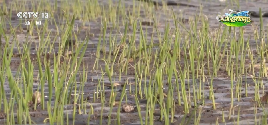 科技赋能农业生产“加速跑” 希望的田野描绘多彩丰收图景 科技赋能农业生产“加速跑” 希望的田野描绘多彩丰收图景