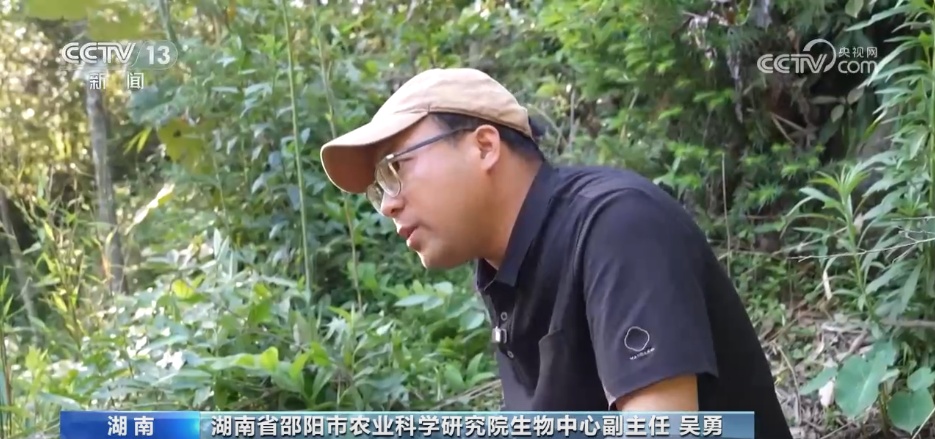 从 “靠天收” 到 “靠智管”,他扎根科研一线让玉竹产业大放光彩 从 “靠天收” 到 “靠智管”,他扎根科研一线让玉竹产业大放光彩