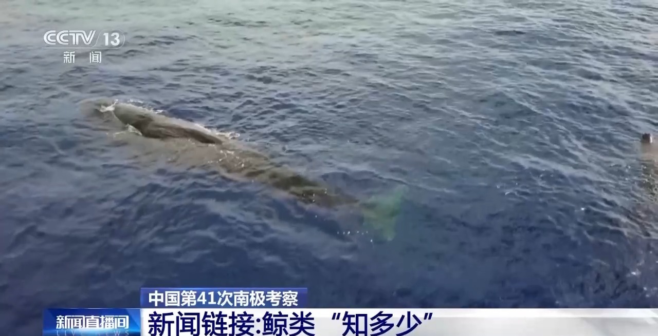 我的南极日记丨超“鲸”喜!科考船偶遇萌物“探班” 我的南极日记丨超“鲸”喜!科考船偶遇萌物“探班”