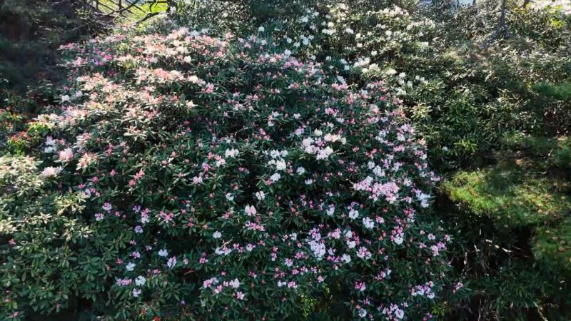 鲜花盛景迎客来 江西上饶三清山杜鹃花进入观赏“黄金时段” 鲜花盛景迎客来 江西上饶三清山杜鹃花进入观赏“黄金时段”