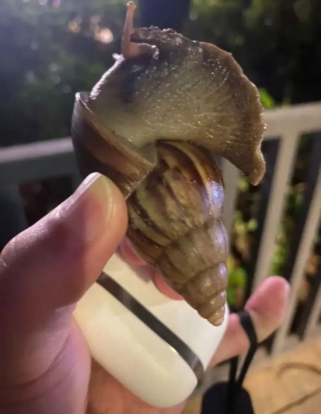 提醒！雨后遇到这种大蜗牛千万别碰