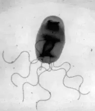 20岁小伙反复高烧40℃、几近失明！只因接触了流浪猫