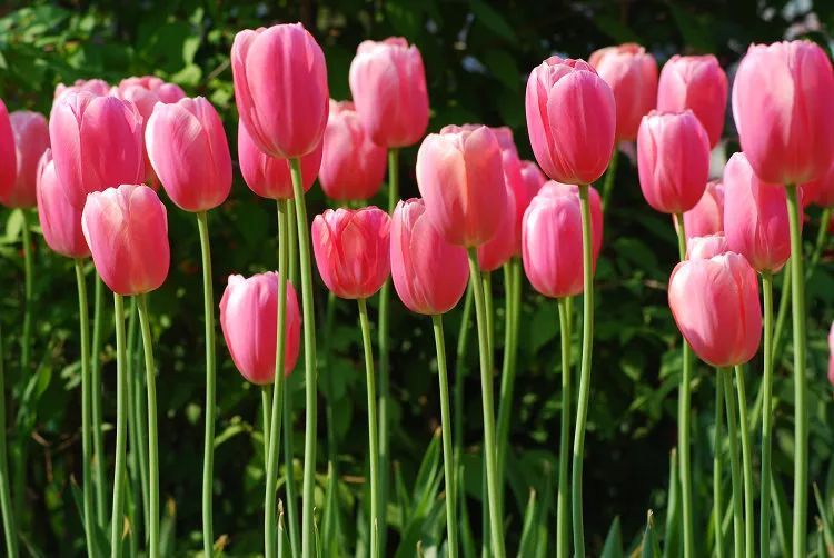 这些花在广东的路边很常见，有毒、别碰