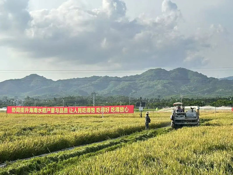 587.12公斤/亩！优质粳稻“京粳香8号”海南示范项目有新突破！