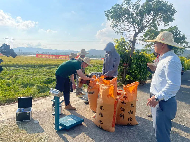587.12公斤/亩！优质粳稻“京粳香8号”海南示范项目有新突破！