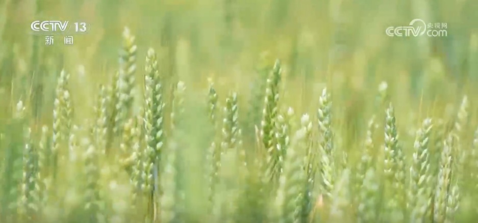 科技赋能农业生产“加速跑” 希望的田野描绘多彩丰收图景 科技赋能农业生产“加速跑” 希望的田野描绘多彩丰收图景