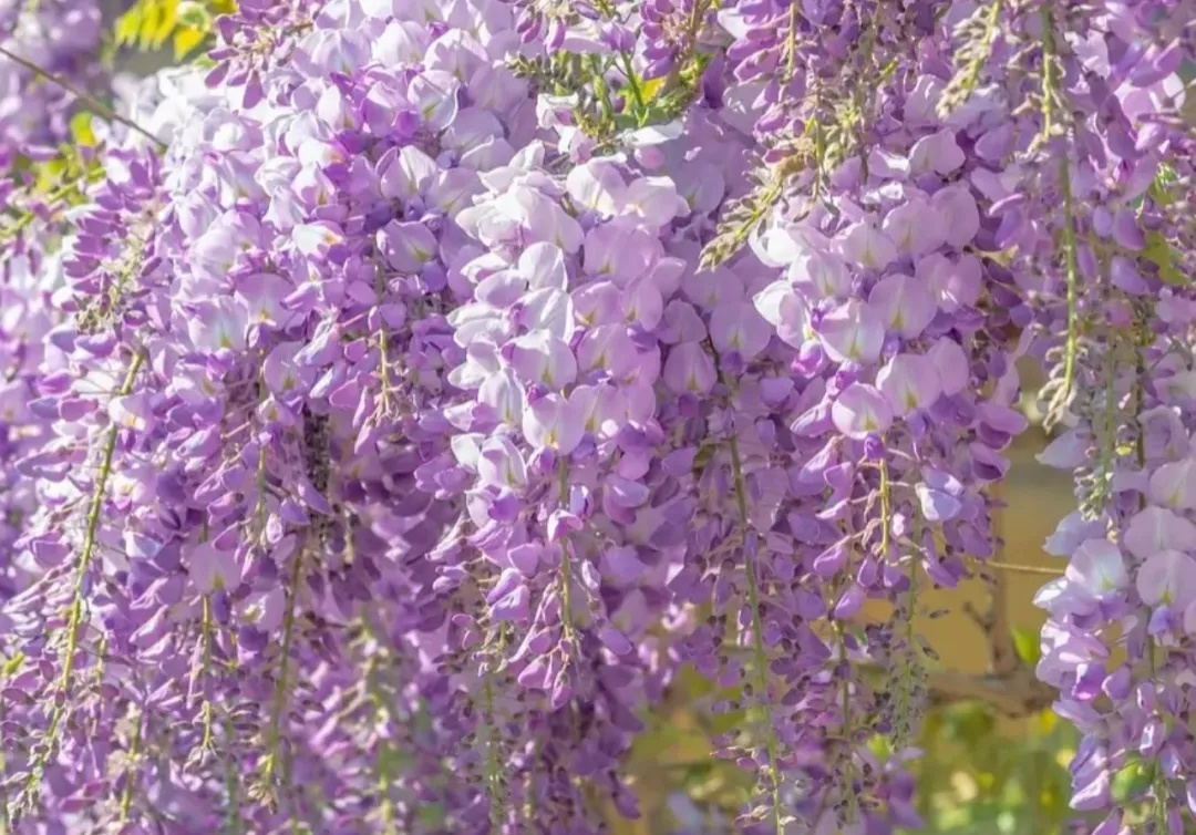 这些花在广东的路边很常见，有毒、别碰