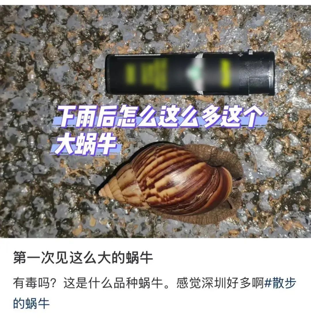 提醒！雨后遇到这种大蜗牛千万别碰