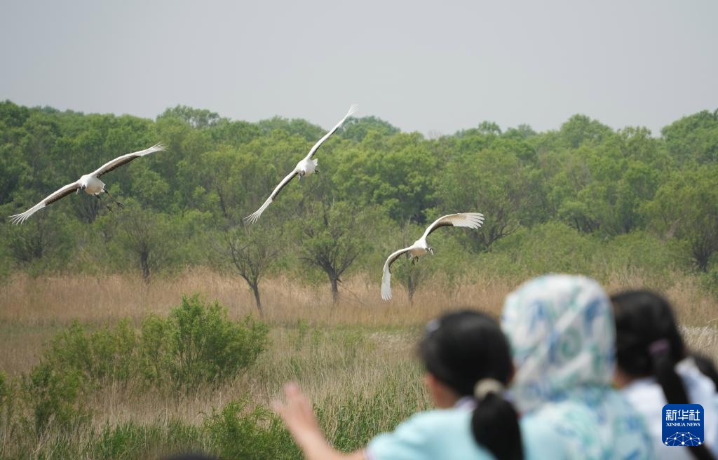 黄河三角洲生机盎然