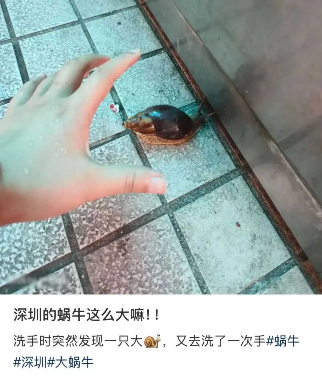 提醒！雨后遇到这种大蜗牛千万别碰