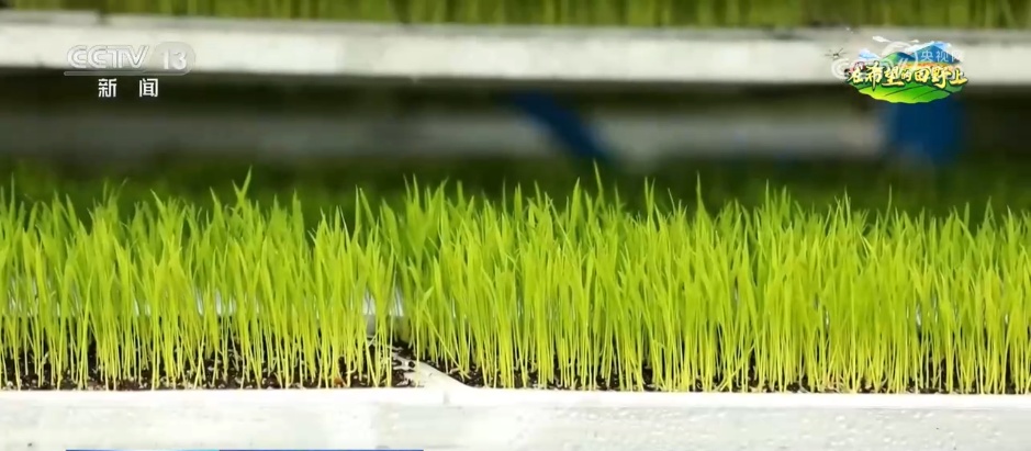 科技赋能农业生产“加速跑” 希望的田野描绘多彩丰收图景 科技赋能农业生产“加速跑” 希望的田野描绘多彩丰收图景