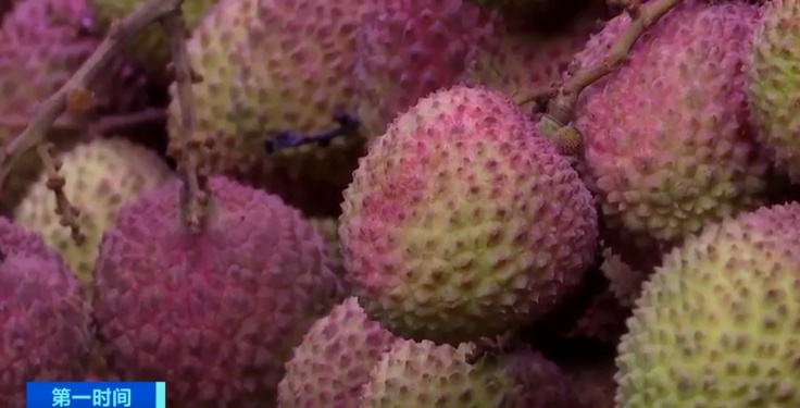 降价40%!荔枝大量上市,还会再降 降价40%!荔枝大量上市,还会再降