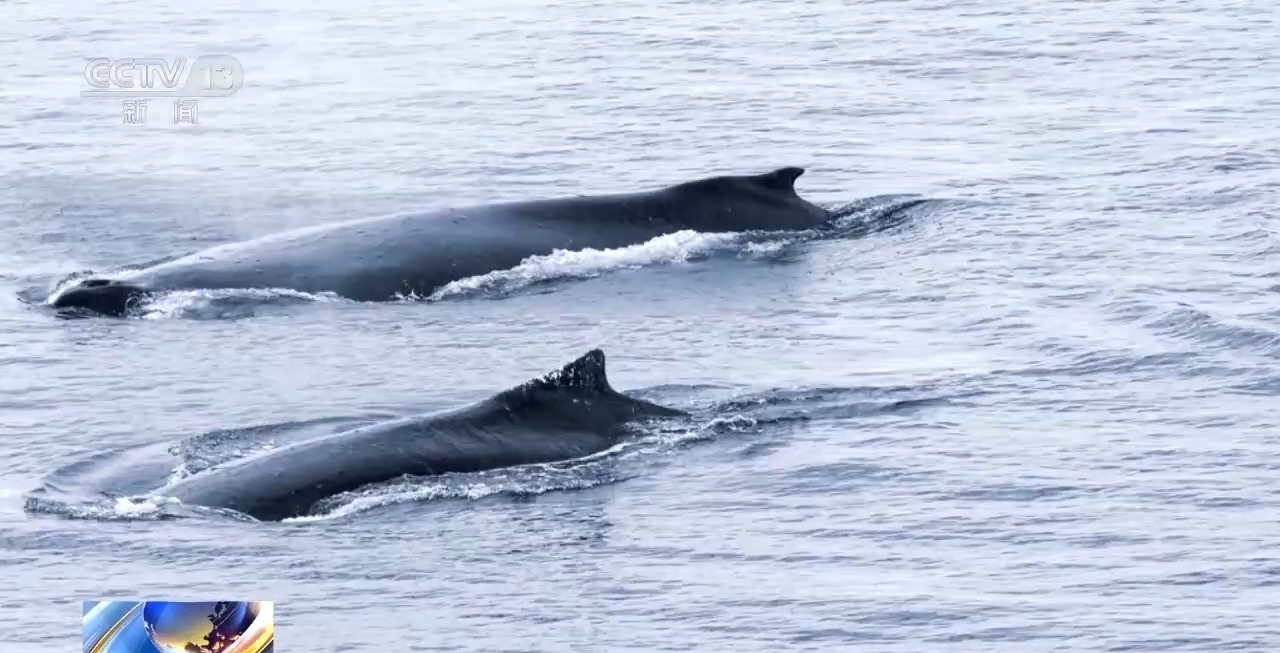 我的南极日记丨超“鲸”喜!科考船偶遇萌物“探班” 我的南极日记丨超“鲸”喜!科考船偶遇萌物“探班”