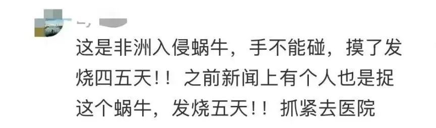 提醒！雨后遇到这种大蜗牛千万别碰