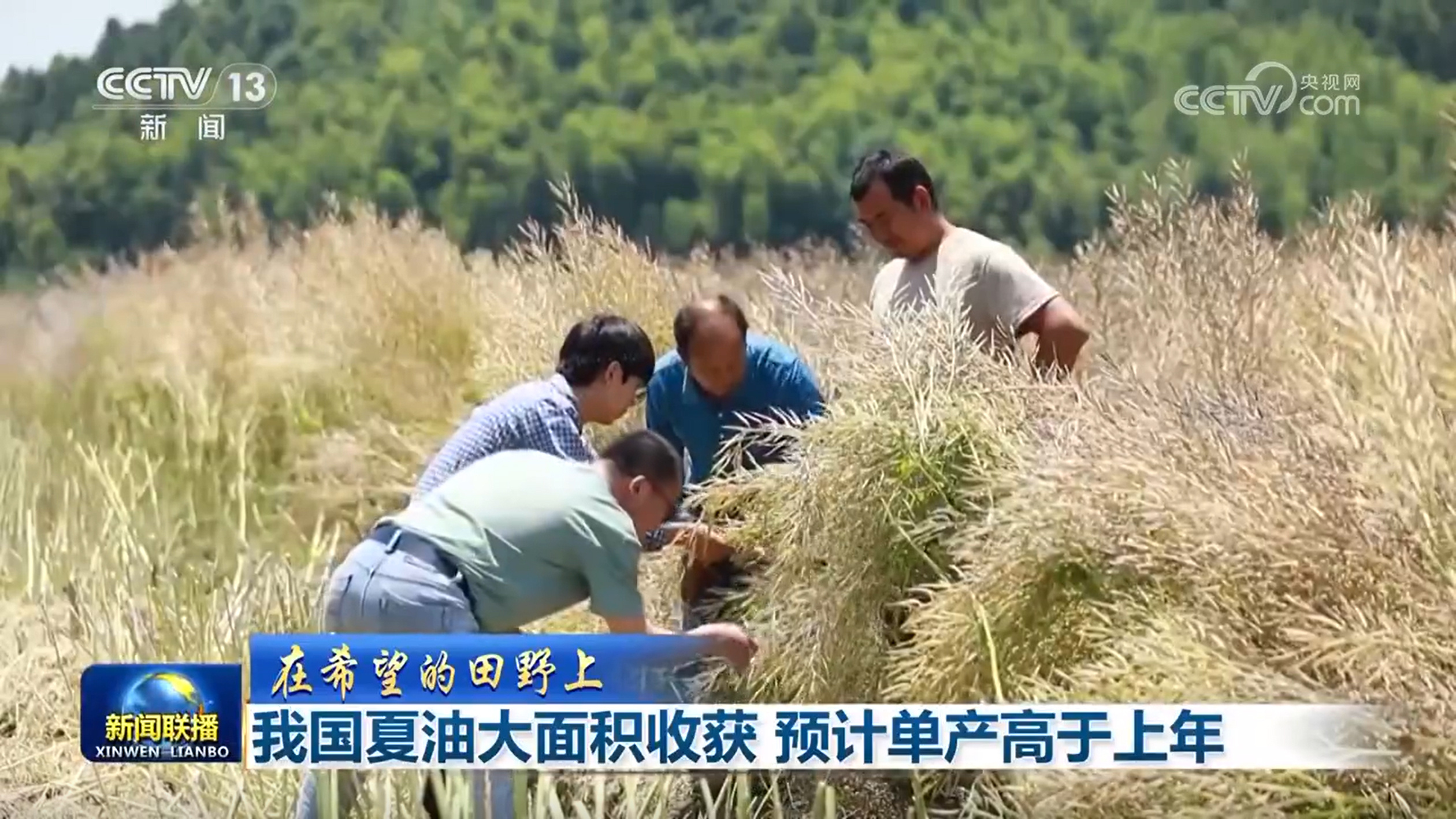 【在希望的田野上】我国夏油大面积收获 预计单产高于上年 【在希望的田野上】我国夏油大面积收获 预计单产高于上年