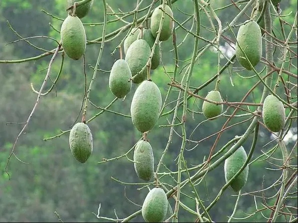 深圳五月“限定雪景”刷屏？别慌！