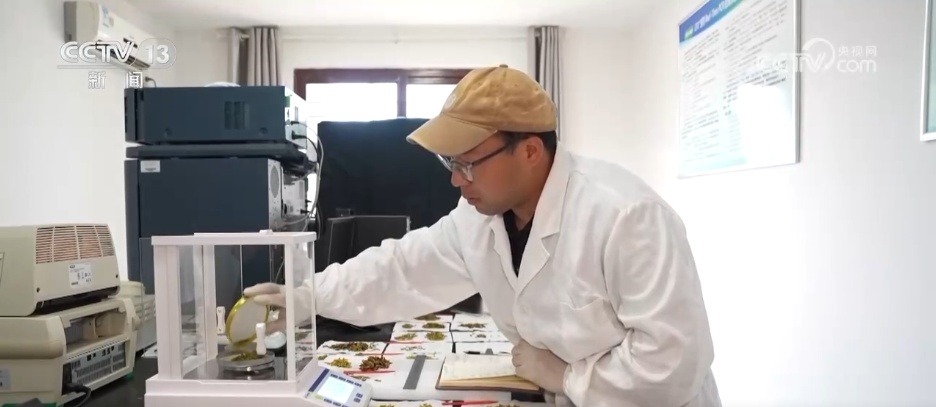 从 “靠天收” 到 “靠智管”,他扎根科研一线让玉竹产业大放光彩 从 “靠天收” 到 “靠智管”,他扎根科研一线让玉竹产业大放光彩