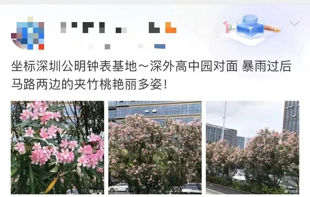 这些花在广东的路边很常见，有毒、别碰