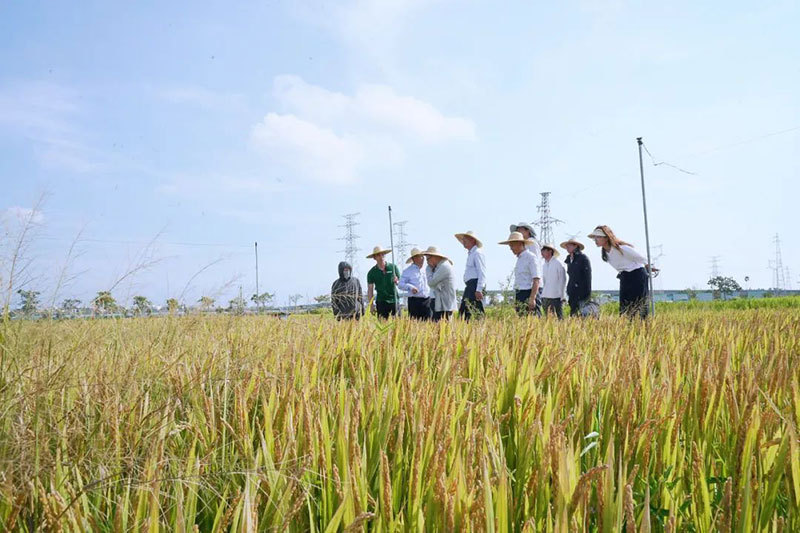587.12公斤/亩！优质粳稻“京粳香8号”海南示范项目有新突破！