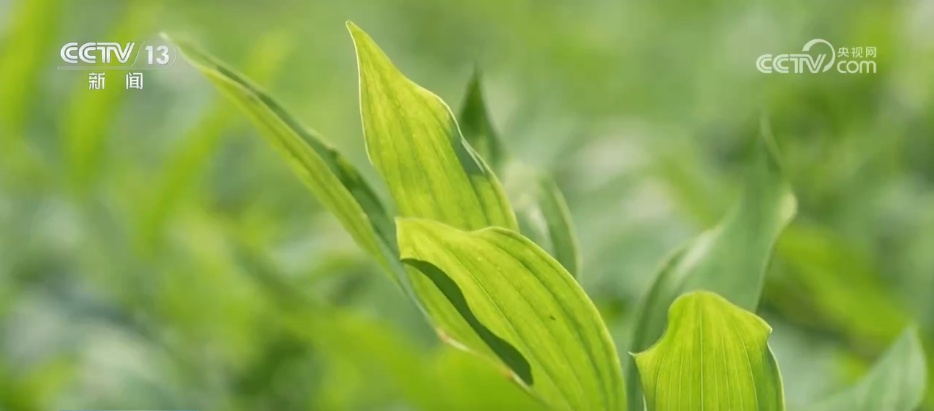 从 “靠天收” 到 “靠智管”,他扎根科研一线让玉竹产业大放光彩 从 “靠天收” 到 “靠智管”,他扎根科研一线让玉竹产业大放光彩