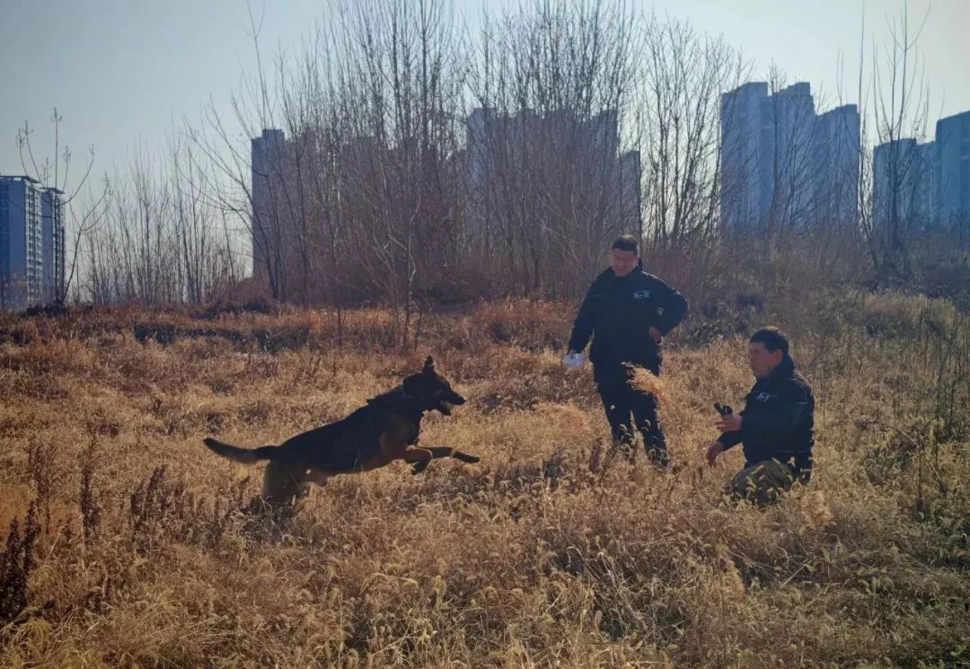 才3岁!合肥“虎威”立功了 才3岁!合肥“虎威”立功了