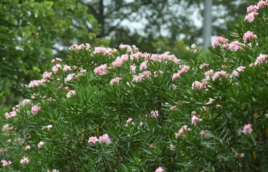 这些花在广东的路边很常见，有毒、别碰