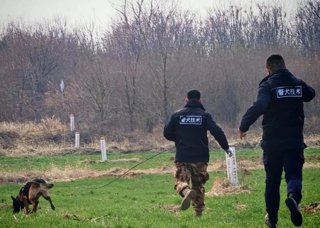 才3岁!合肥“虎威”立功了 才3岁!合肥“虎威”立功了