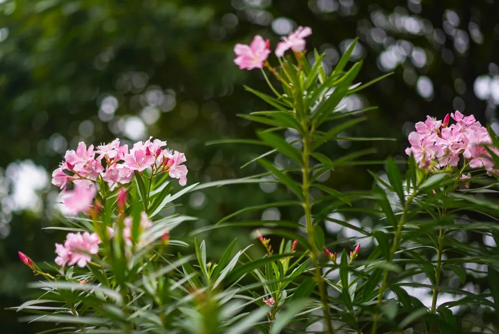 这些花在广东的路边很常见，有毒、别碰