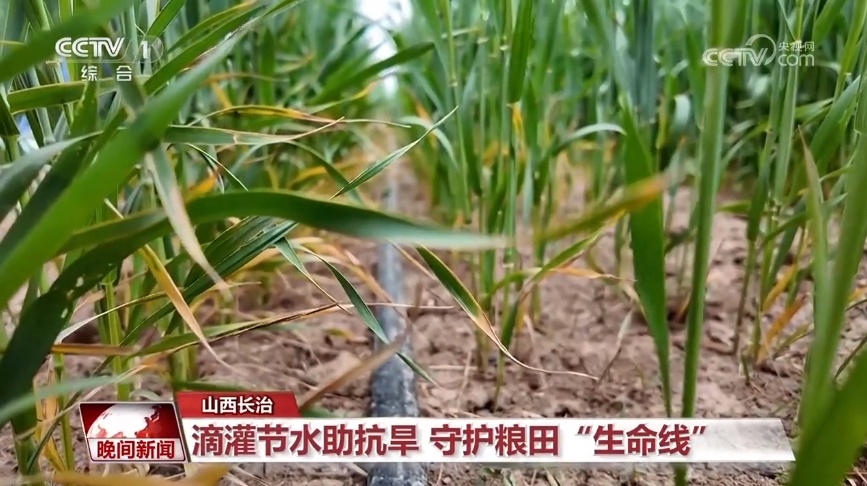 干热风来袭 如何抗旱保灌稳农业生产？