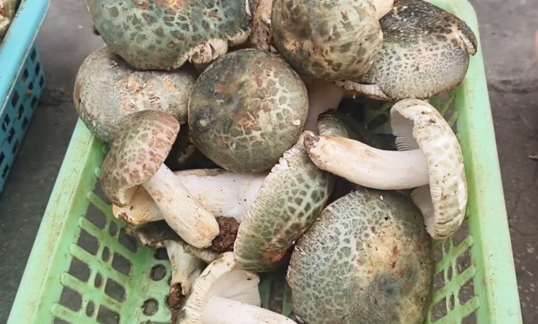 600元—1000元/公斤!头水青头菌在昆明上市→ 600元—1000元/公斤!头水青头菌在昆明上市→