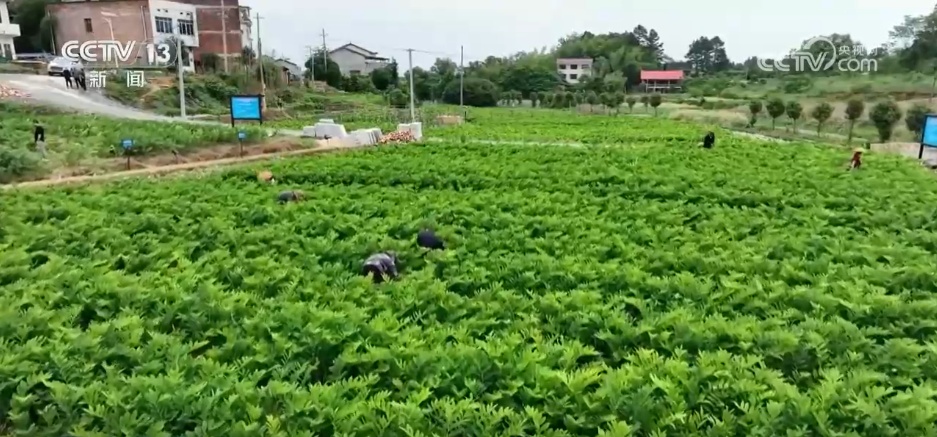 从 “靠天收” 到 “靠智管”,他扎根科研一线让玉竹产业大放光彩 从 “靠天收” 到 “靠智管”,他扎根科研一线让玉竹产业大放光彩