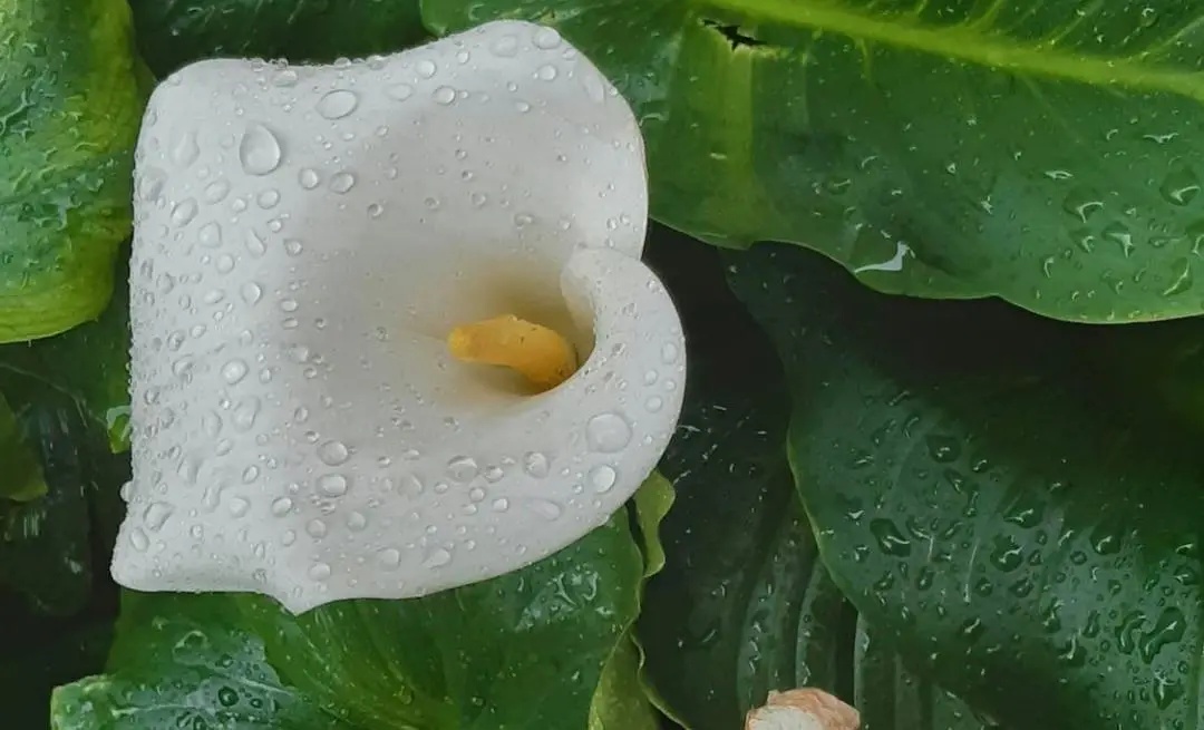 这些花在广东的路边很常见，有毒、别碰