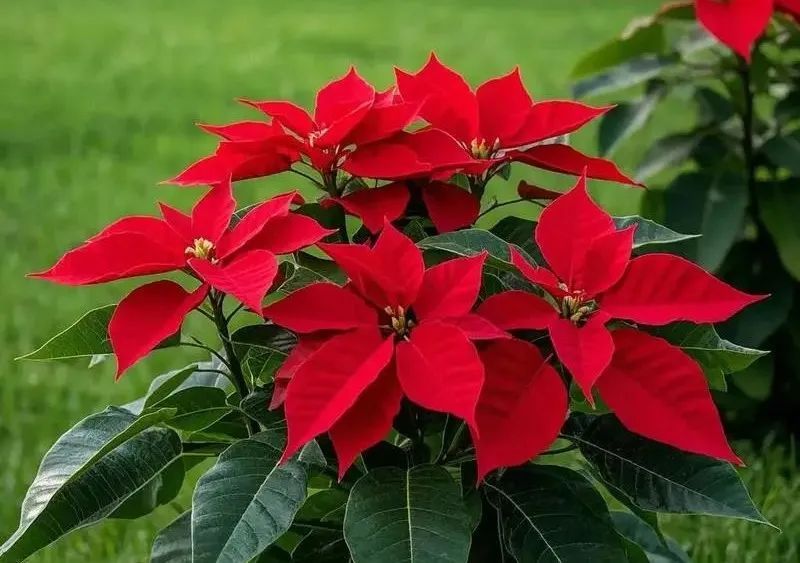 这些花在广东的路边很常见，有毒、别碰