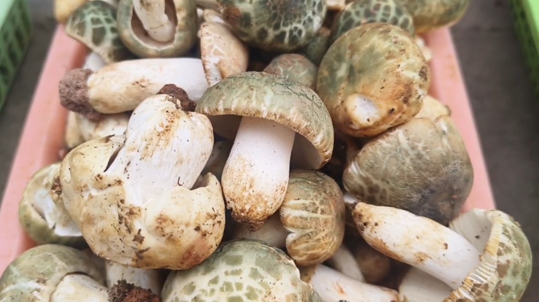 600元—1000元/公斤!头水青头菌在昆明上市→ 600元—1000元/公斤!头水青头菌在昆明上市→